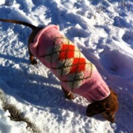 #packwalksyyc #packwalksswcalgary #dogwalkingcalgary