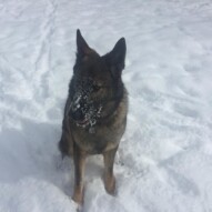 Gander #yyc #calgarydogwalkers