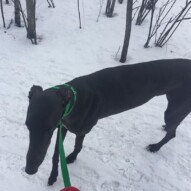 Sky #calgarydogs #dogwalkingcalgary