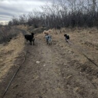 Baxter, Vin, Abby, and little Molly in full flight