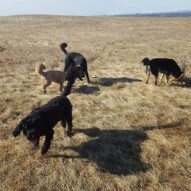 Cao, fozzy, koby and Teela #yycdogwalking #packwalks #dogs