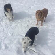 Storm, Miss Molly & Finn #calgarydogwalkers #calgarydogs