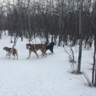 Wallace, Samson, Maggie & Waylon #packlifecalgary #calgarydogwalkers