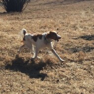 Wallace #dogwalkingcalgary #calgarydogs #yycdogs