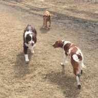 Wallace, Waylon & River #calgarydogwalkers