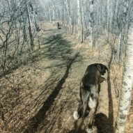 Bruce and Piper lead the way on this sunny day ️#yycdogs #offleash #followme