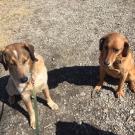 Brother & Sister: Vinnie & River #yycdogs #calgarydogwalkers