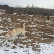 Luke & Bruce #calgarydogs #yycdogs #calgarydogwalkers