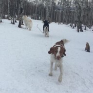 Wallace, Maggie & Kia #calgarydogwalkers #yycdogs