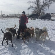 SW pack with Nikki #calgarydogwalkers #packlifecalgary #calgarydogs