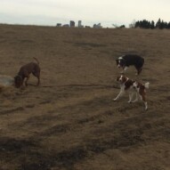 Herbie, Wallace & Waylon #dogwalkingcalgary #packlifecalgary