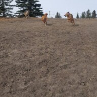 Bailey, Navi and Dutch #yycdogwalking #dogs #packwalks