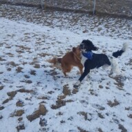 Funny picture of boomer and Dutch playing #yycdogwalking #packwalks