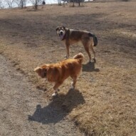 Samson and Dutch #dogs #yycdogwalking