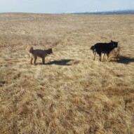 Fozzy and Teela #dogs #yycdogwalking