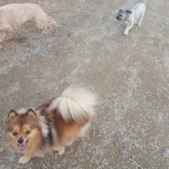 Wiley, Teddy #yycdogwalking #dogs #packwalks