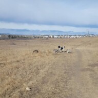 Molly, Paco, boomer and teddy #yycdogwalking #packwalks #dogs