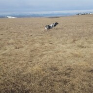 Boomer and Quinn zipping around #dogs #packwalks