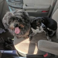 My adorable copilots this afternoon, Sophie and Molly 🐕#happypuppies #furrycopilots #yycdogs