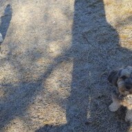 Teddy and daisy #dogs #yycdogwalking