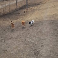 Bailey, Navi, Dutch and Ace #dogs #packwalks