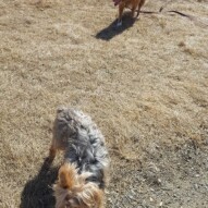 Ruby and Dutch #dogs #packwalks