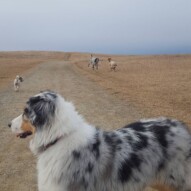 Quinn, Teddy, knute and fozzy #dogs #dogwalking