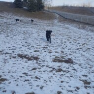 Koby, Maggie and Teela #yyc #dogs #packwalks #dogwalking