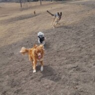 Dutch, Ace, Bailey and Navi #yycdogwalking #dogs