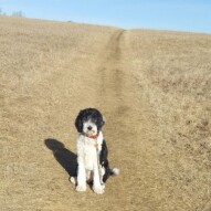 Maggie #yycdogwalking #dogs