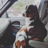 What do you mean we're too big for the front?! Wallace and Waylon ️ #brothers #brotherlylove #brothersfromanothermother #australianshepherd #brittanyspaniel #handsomeboys