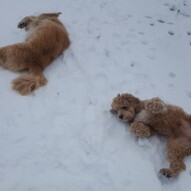 Fozzy and finnigan loving the snow #yycdogwalking