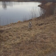 Quinn #yycdogwalking #dogs #australianshepherd