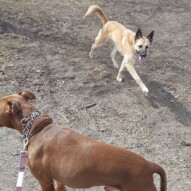 Herbie and Briggs #yycdogwalking #dogs