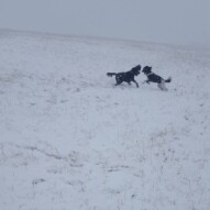 Koby and boomer #yycdogwalking #dogs