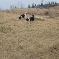 Maggie and boomer #yycdogwalking