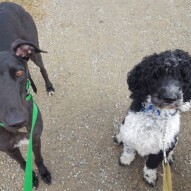 Boomer and sky #dogs #yycdogwalkers