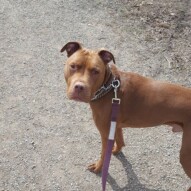 Herbie #yycdogwalking #dogs #pitbull