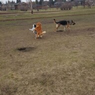 Ace and Dutch playing around, and bailey #yycdogwalking #dogs