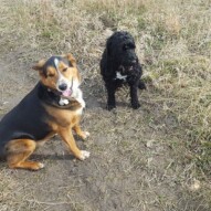 Ollie and Cao #dogs #yyc