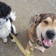 Samson and boomer #yycdogwalking #dogs