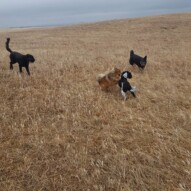 Koby, Teela, Wiley and Alara #yycdogwalking #dogs