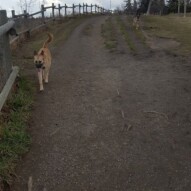 Briggs and bailey #dogs #shepherd