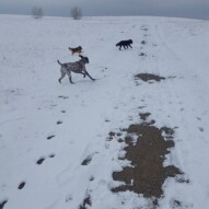 Knute Cao and Wiley #yycdogwalking