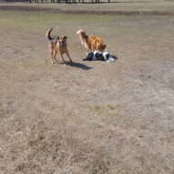 Navi, Dutch and Ace #yycdogwalking #dogs