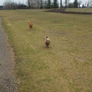 Ruby and Dutch #yycdogwalking #dogs