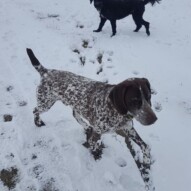 Knute and Cao #yycdogwalking #dogs