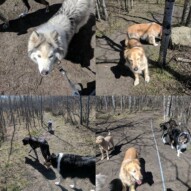 It was a bright, sunshiny day ️#edworthypark #yycdogs #goodtimes