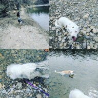 Way too hot to not be in the water! #funinthesun #coolingoff #yycdogs #yycdogwalker #elbowriver