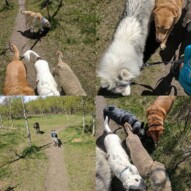 Truckin' along in the sun ️ #yycdogs #yycdogwalker #edworthypark #sunnydays